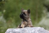 CAIRN TERRIER 453